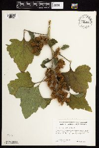 Xanthium strumarium image