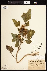 Xanthium strumarium image