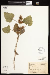 Xanthium strumarium image