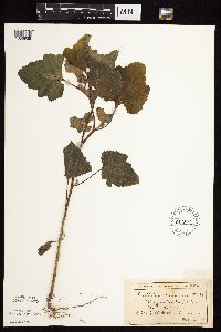 Xanthium strumarium image