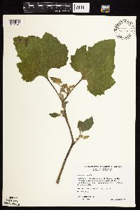 Xanthium strumarium image