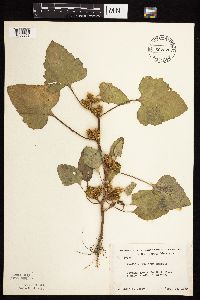 Xanthium strumarium image