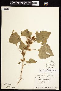 Xanthium strumarium image