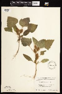 Xanthium strumarium image