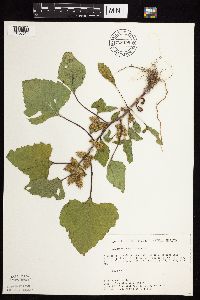 Xanthium strumarium image