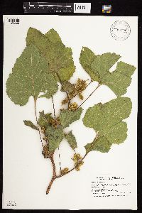 Xanthium strumarium image