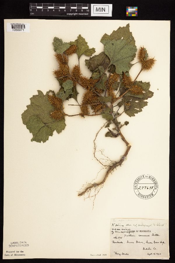 Xanthium strumarium image