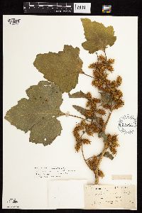 Xanthium strumarium image