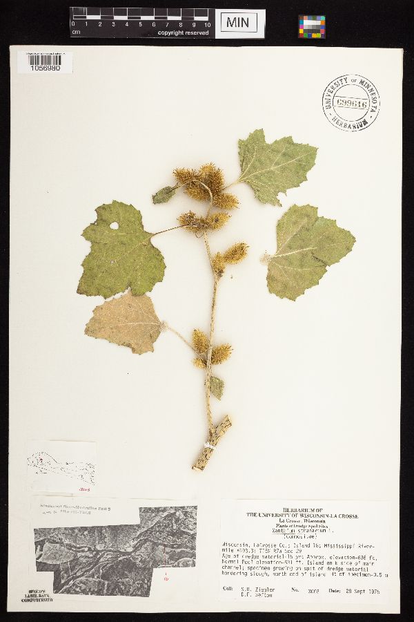 Xanthium strumarium image