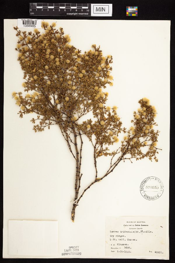 Larrea tridentata image