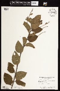 Ceanothus americanus var. pitcheri image