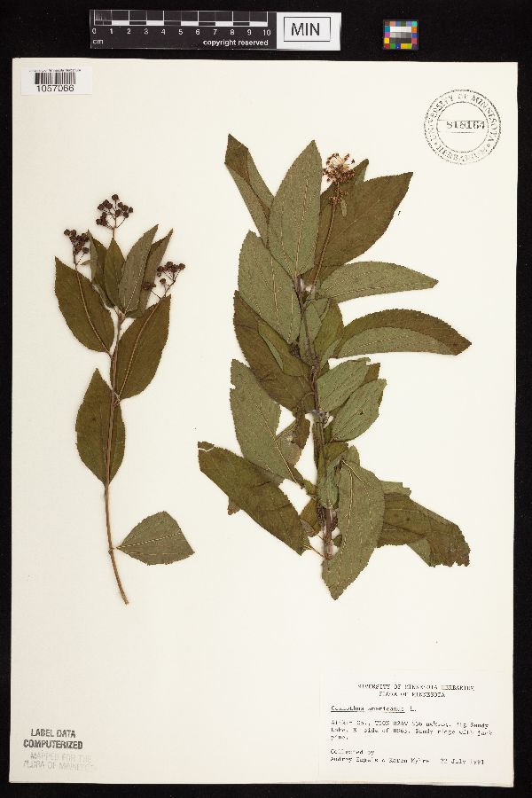 Ceanothus americanus image