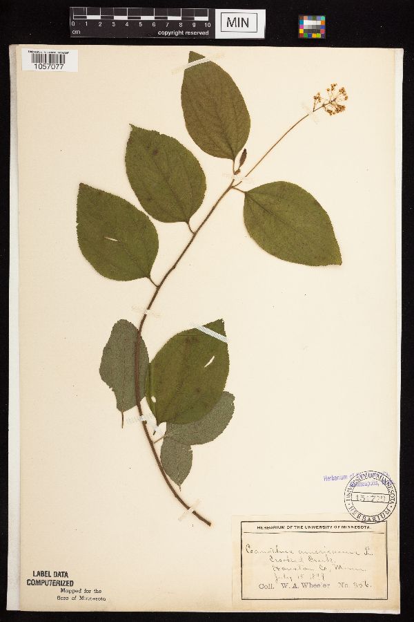 Ceanothus americanus image