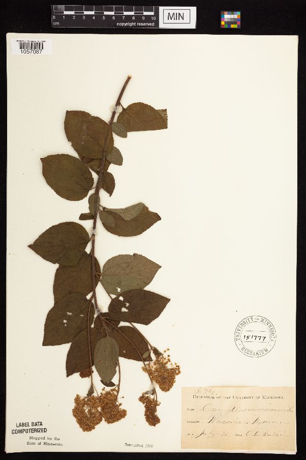 Ceanothus image