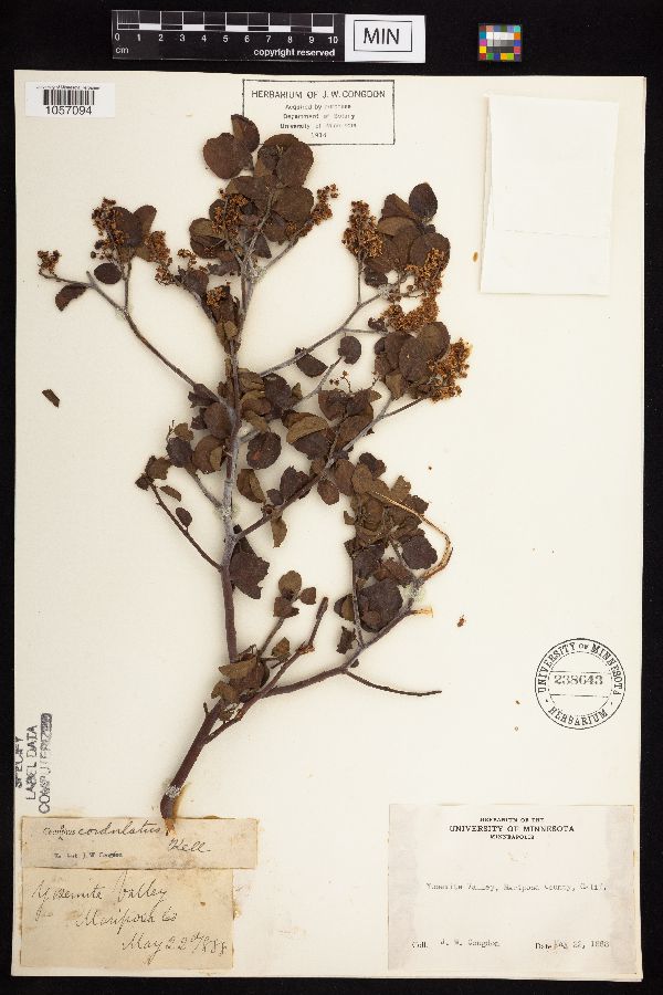 Ceanothus cordulatus image