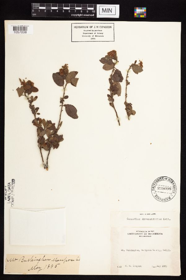 Ceanothus diversifolius image