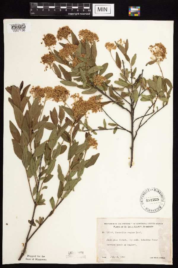 Ceanothus herbaceus image