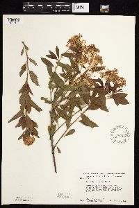 Ceanothus herbaceus image