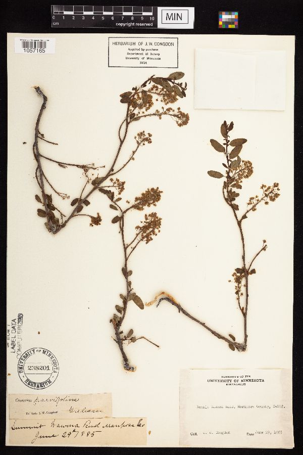 Ceanothus parvifolius image