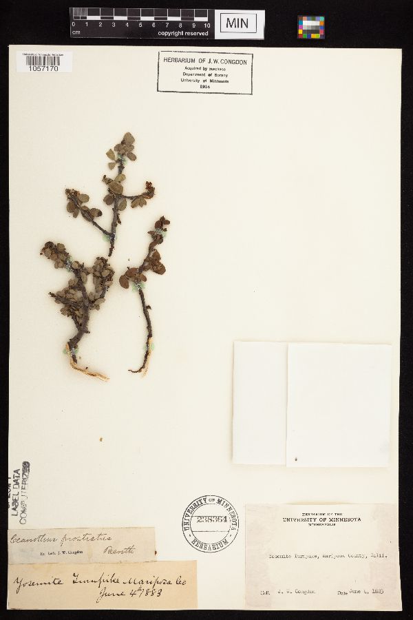 Ceanothus prostratus image