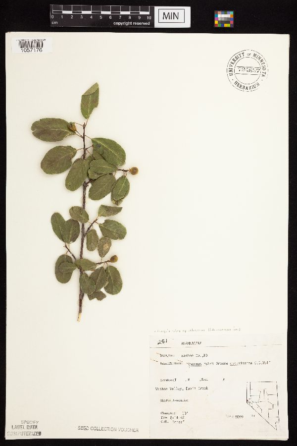 Frangula rubra subsp. obtusissima image