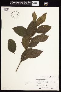 Image of Rhamnus alnifolia