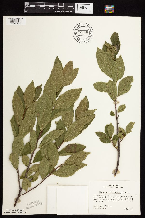 Rhamnus alnifolia image