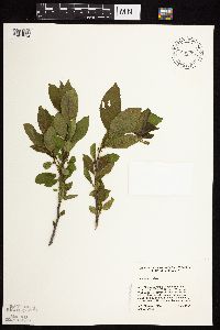 Rhamnus alnifolia image