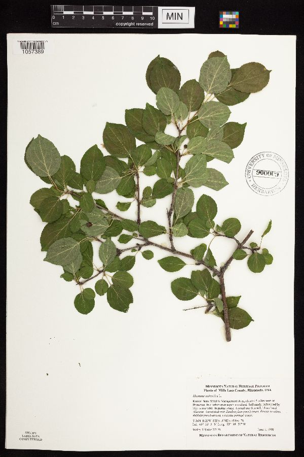 Rhamnus cathartica image