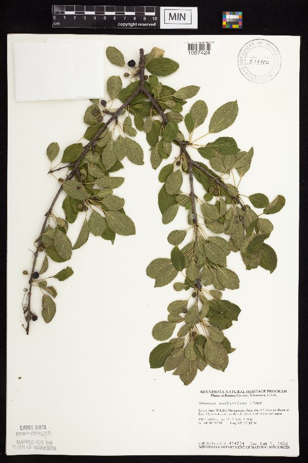 Rhamnus image