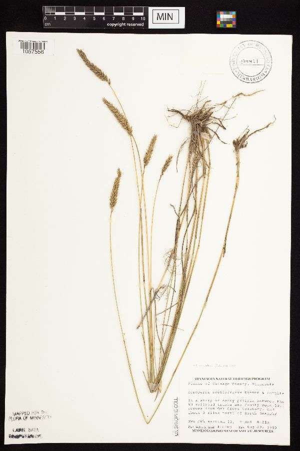 Agropyron cristatum image