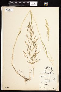 Image of Agrostis capillaris