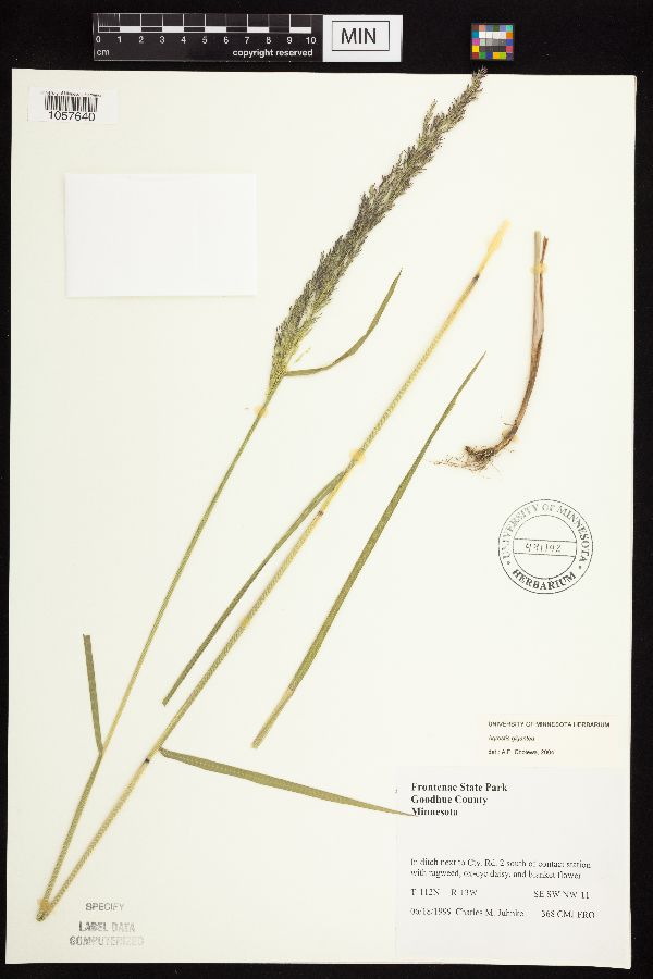 Agrostis gigantea image