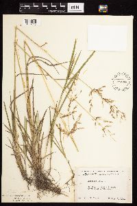 Image of Agrostis gigantea