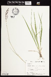 Agrostis gigantea image