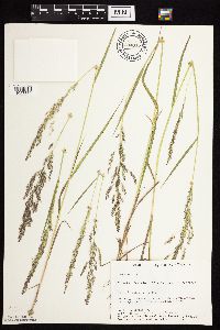 Agrostis gigantea image