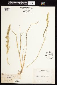 Agrostis microphylla image