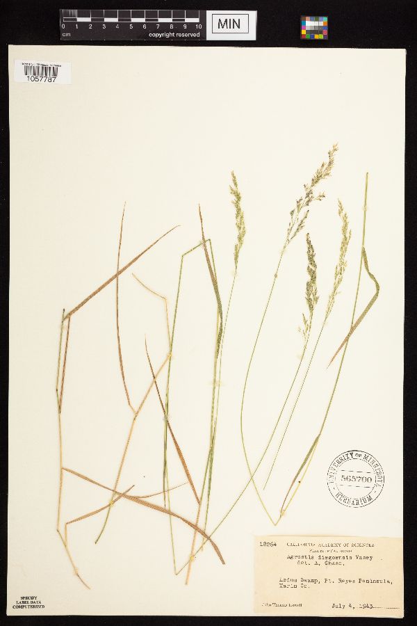 Agrostis pallens image