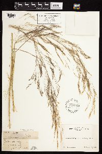 Image of Agrostis perennans