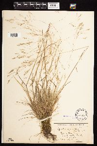 Agrostis scabra image