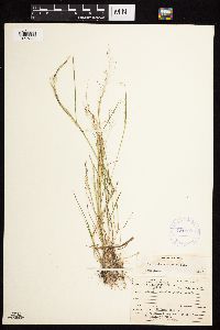 Agrostis scabra image