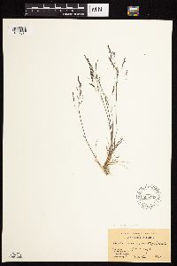 Agrostis scabra image