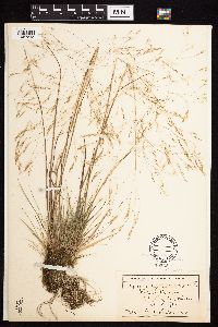 Agrostis scabra image