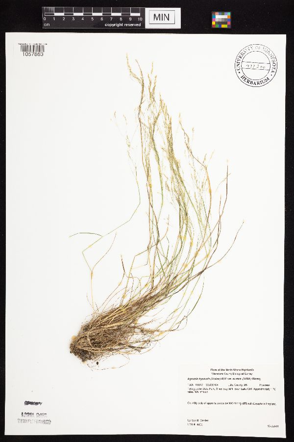 Agrostis scabra image