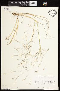 Agrostis scabra image