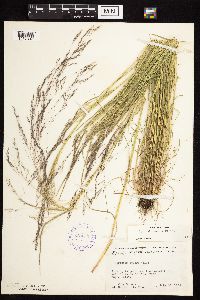 Agrostis scabra image