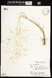 Image of Agrostis scabra
