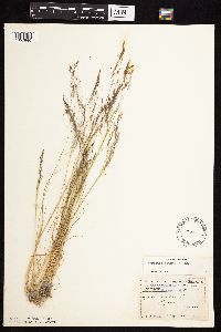 Agrostis scabra image