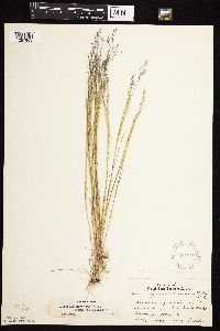 Agrostis scabra image