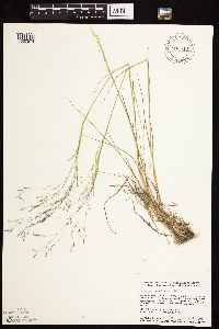 Agrostis scabra image